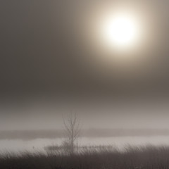 Sun rises over a marsh on a foggy morning. Finley National Wildlife Refuge, Oregon