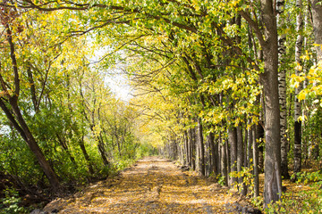 The road in the autumn forest. Colorful autumn colors in the forest with a road in the fall season.