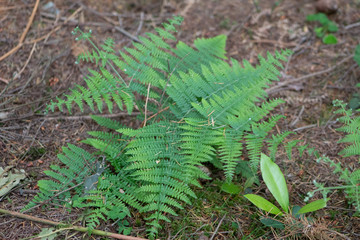 fern in the forest