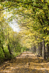 The road in the autumn forest. Colorful autumn colors in the forest with a road in the fall season.