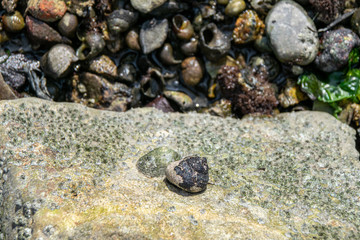 Snails and barnacles clinging to rocks at low tide