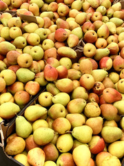 fresh pears, fresh pears with leaves as background, top view