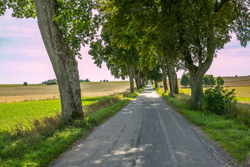 Fototapeta na wymiar Tree lined country road