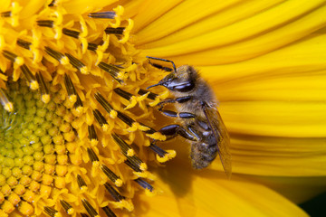 Pszczoła na słoneczniku widziana z boku