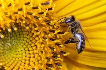 Pszczoła na słoneczniku widziana z boku