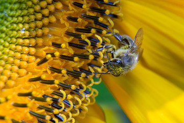 Pszczoła na słoneczniku widziana z przodu