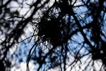 Branches