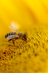 à la recherche du pollen 