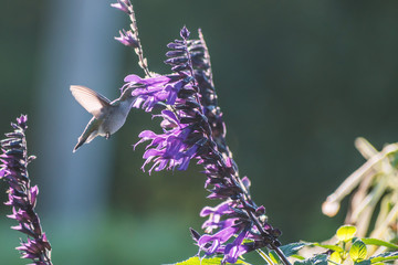 Portrait of a hummingbird on a sunny day with backlight 