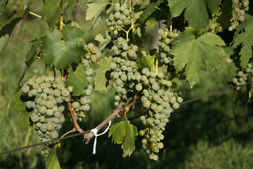 Bunch of grapes in a field