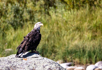 Immature Bald Eagle
