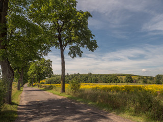 Tree lined country road