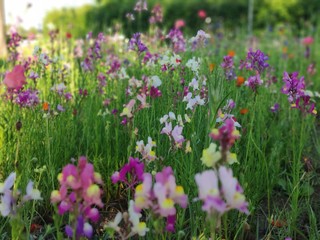 purple flowers in the garden