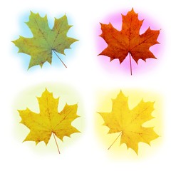 set of colorful maple leaves