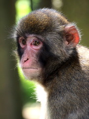 head of a macaque