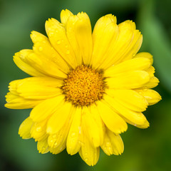 Gelb orange Ringelblumen Blüte vor grünem Hintergrund