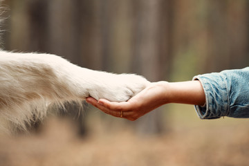 Dog is giving paw to the woman. Dog's paw in human's hand. Domestic pet - obrazy, fototapety, plakaty