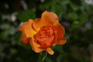 Bocciolo arancione con gocce d'acqua