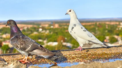 Pair of beautiful pigeons close-up on a background of nature