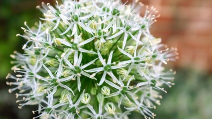 close up of white flower depth of field