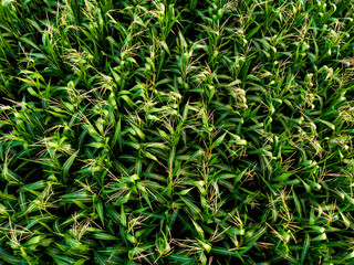 vue au dessus des plantations de maïs