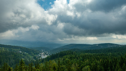 Green forest of pine tree.