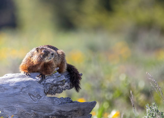 Yellow Bellied Marmot