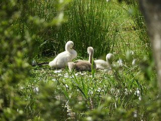 Young swans