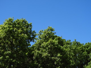 Tree blue