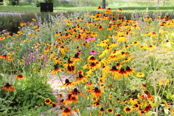 Garden Of The Black-Eye Susans, U of A Botanic Gardens, Devon, Alberta