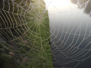 Web with dew