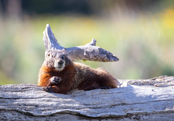 Yellow Bellied Marmot
