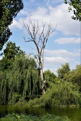 Landscape in Tineretului Park from Bucharest