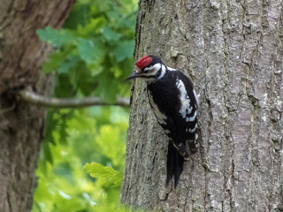 Woodpecker