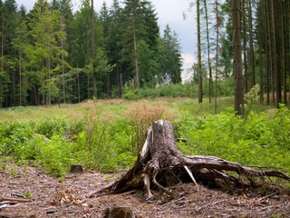 Stump in the foreground of meadow