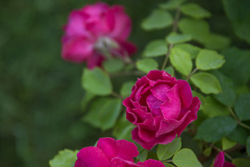 Beautiful pink nostalgic rose KORDES in a garden.