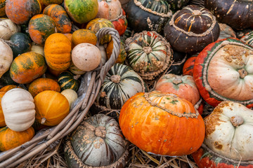 Autumn background from many multi-colored pumpkins.  Autumn harvest of pumpkins.