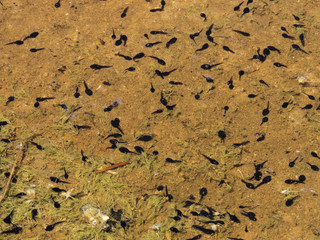 Tadpoles