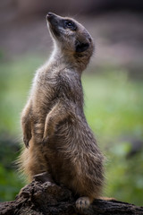 Fototapeta premium Portrait of a African meerkat 