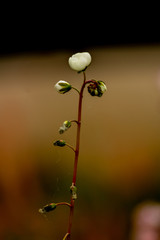 delicate white flower with a brown background.