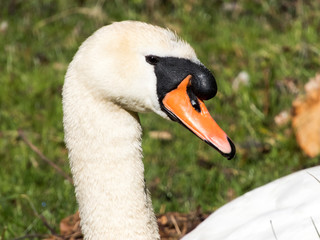 Swan close