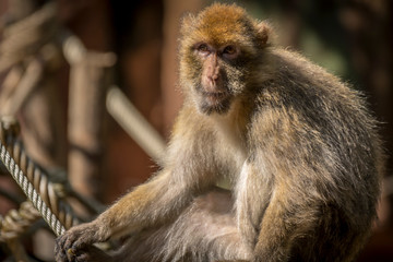 Barbary macaque monkey portrait 