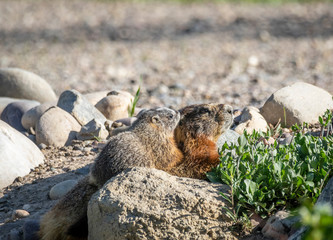 Yellow Bellied Marmots