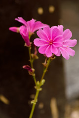 A beautiful flower set in nature.