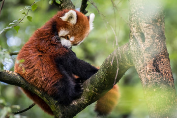 rd mini Chinese panda