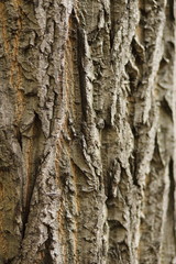 bark of a tree