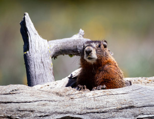 Yellow Bellied Marmot