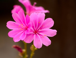 Purple flower in a pair.