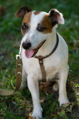 Jack russell terrier is sitting on the grass