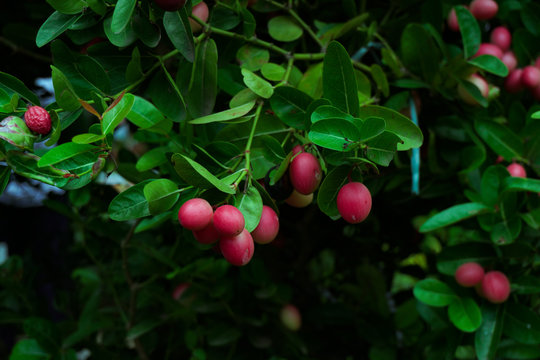 Carissa carandas, Carunda, Karonda seeds ripe pink or red colorful, tropical citrus karanda or koromcha fruit, Karanda (or carunda) fresh karanda (or Carunda)